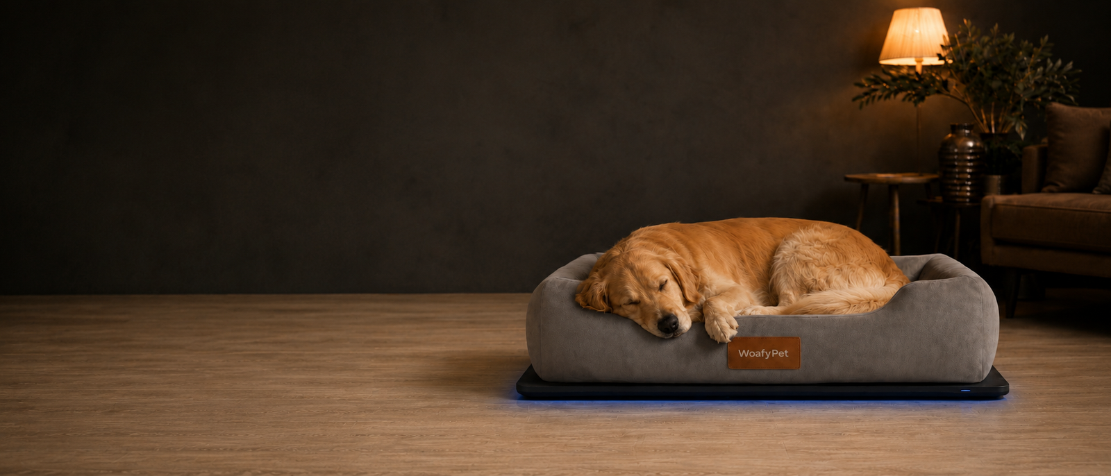Pet-care product visualization for the WoafMeow venture